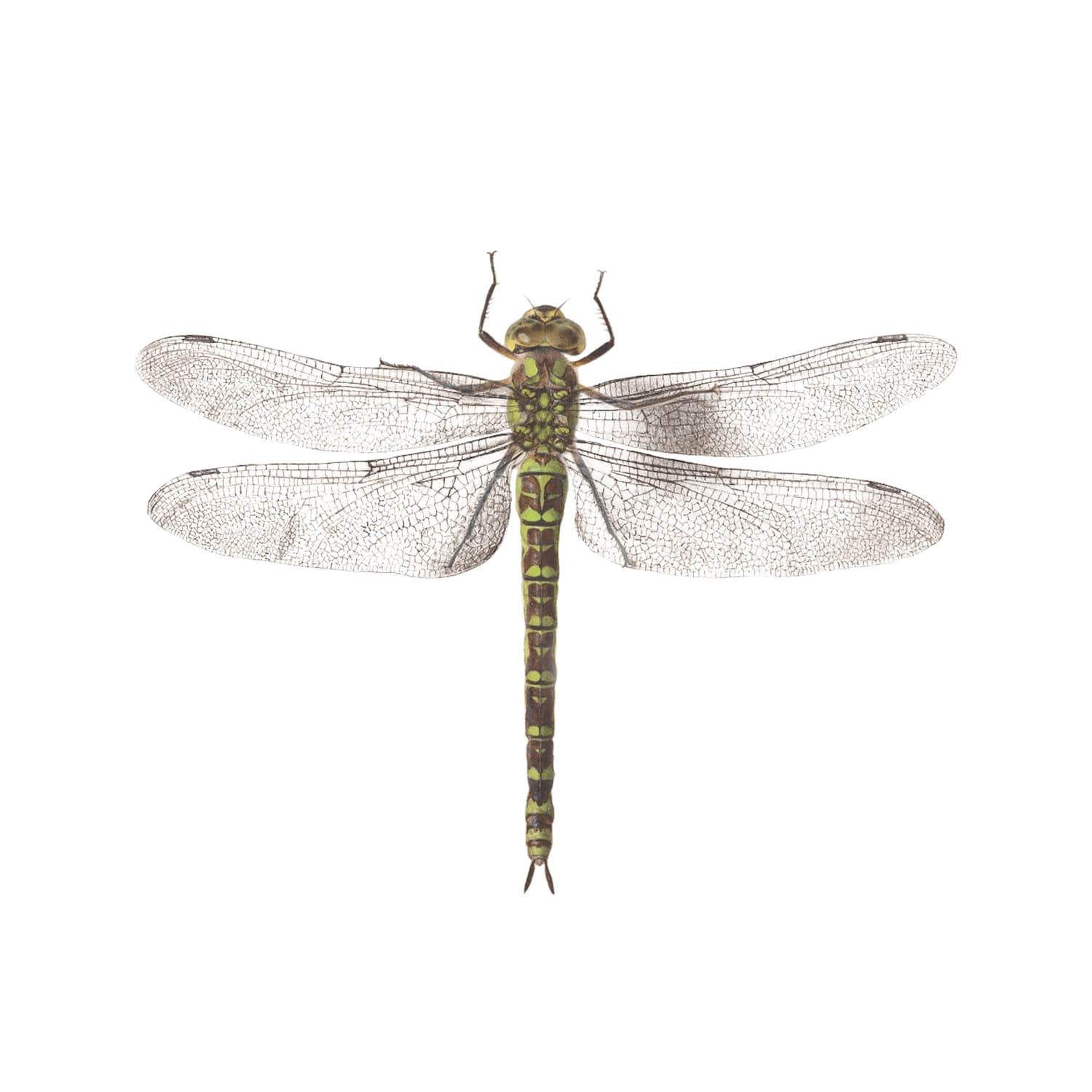 태틀리 Dragonfly 타투스티커 페어 2매