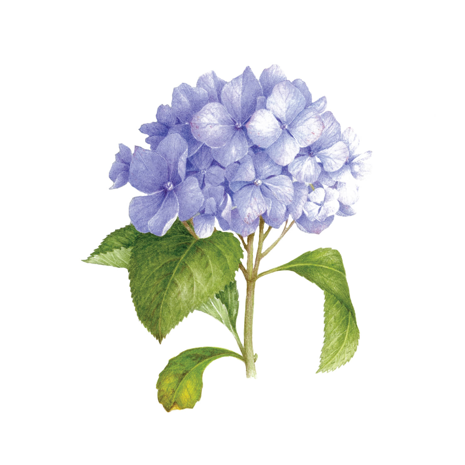 태틀리 Blue Hydrangea Scented 타투스티커 페어 2매