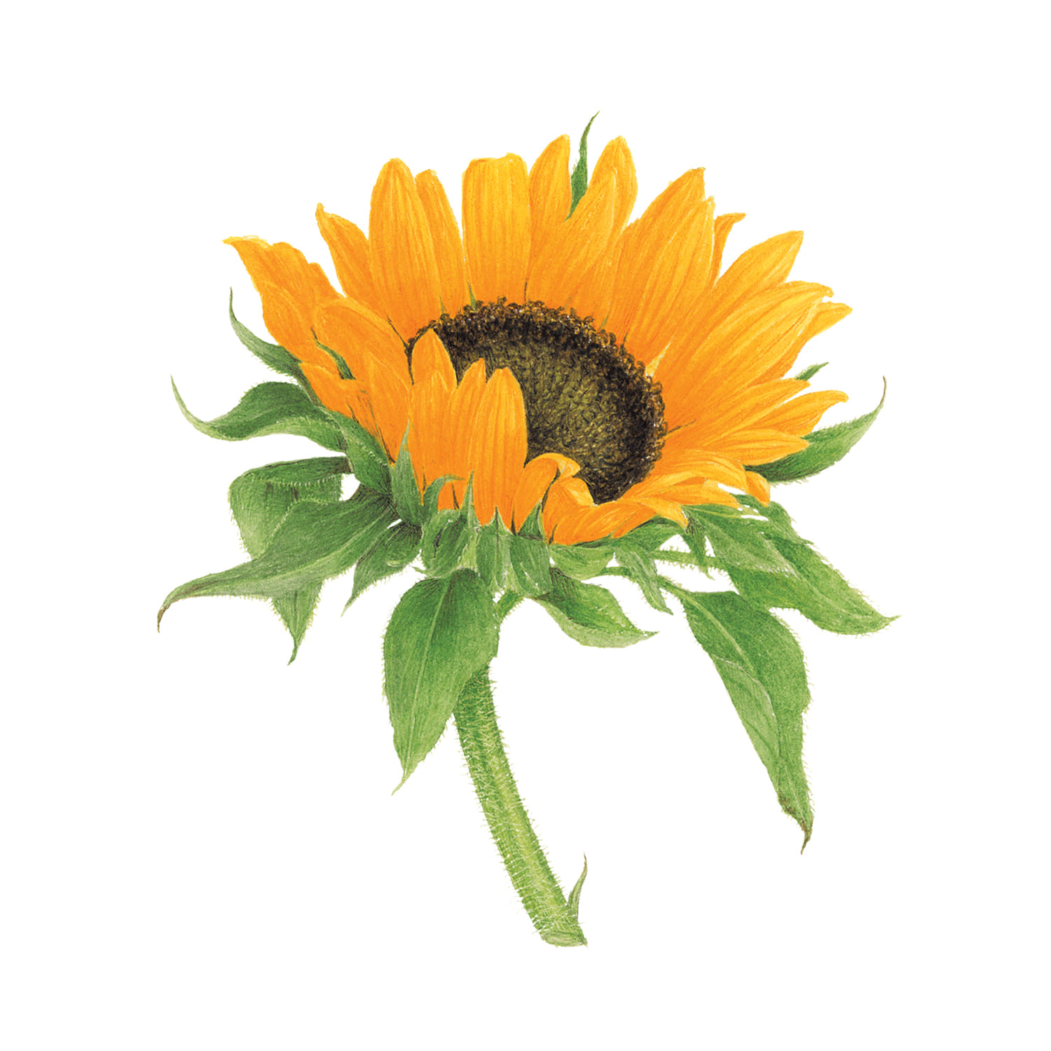 태틀리 Sunflower 타투스티커 페어 2매