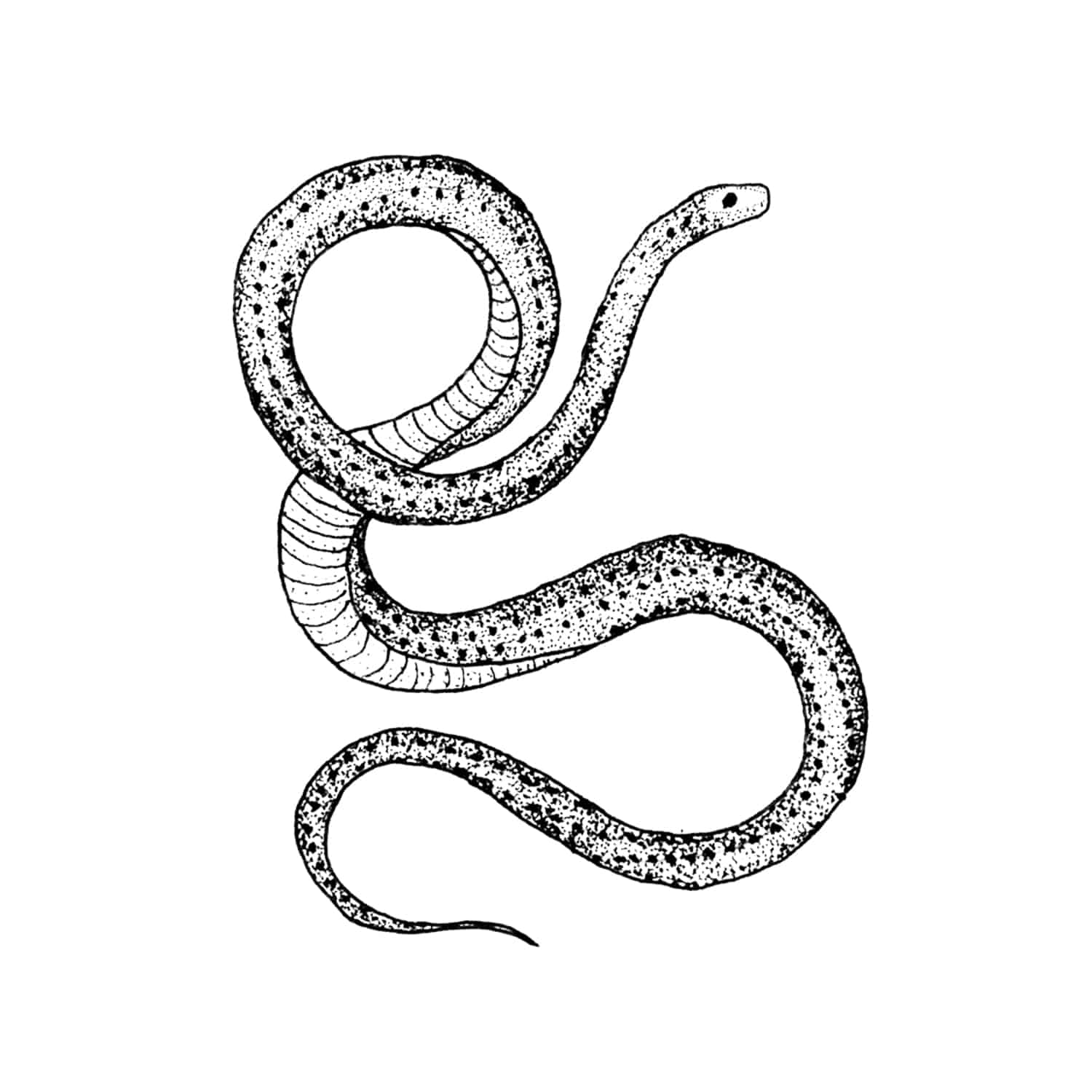 태틀리 Serpent 타투스티커 페어 2매